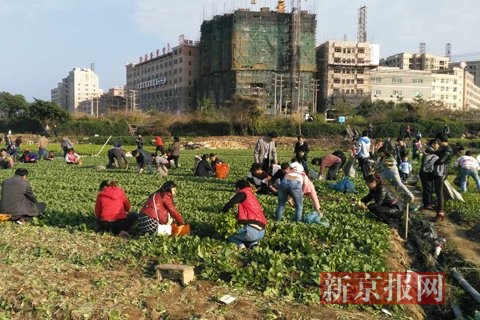 欧布堆村交通状况持续改善，村民出行更加便捷，最新交通新闻