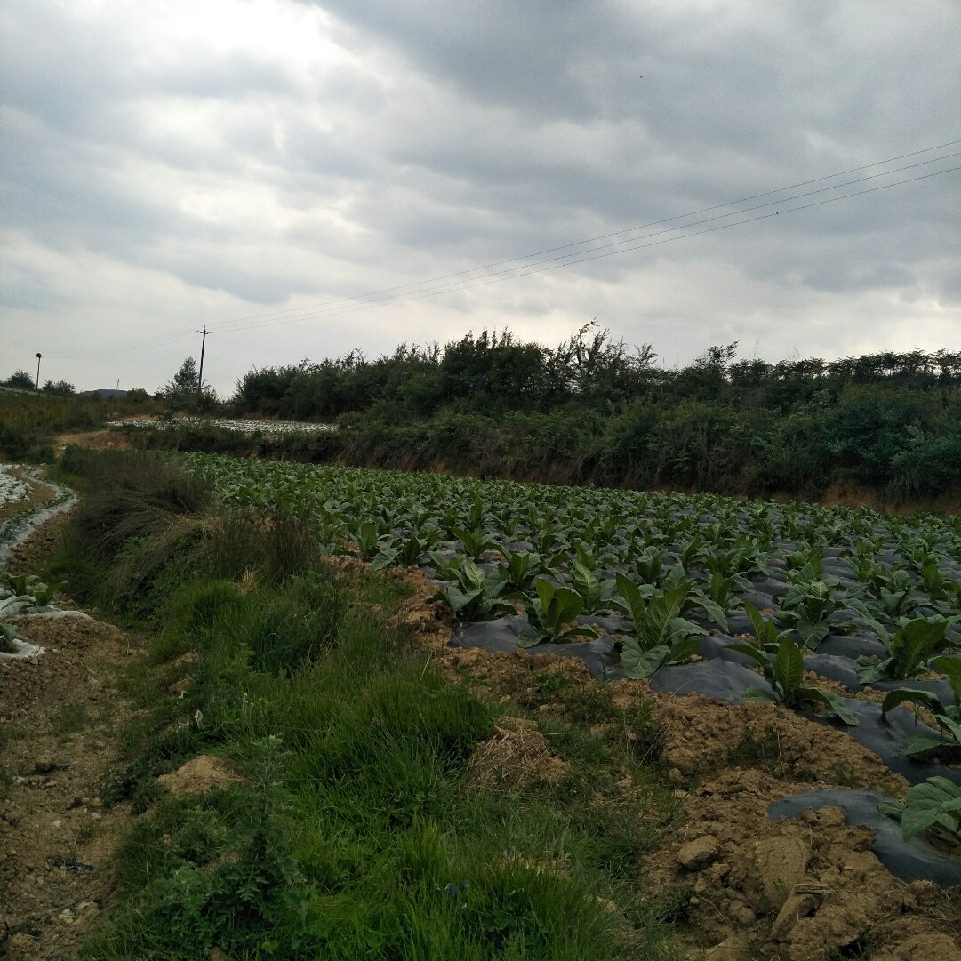 洗马林镇天气预报更新通知